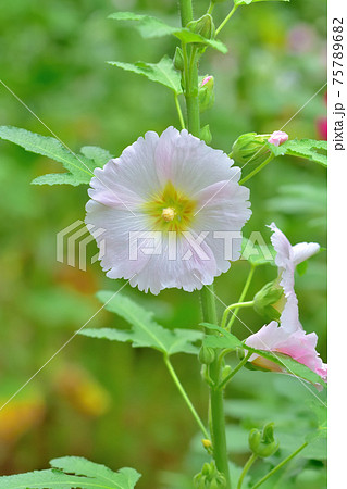 初夏に咲く花 タチアオイの写真素材 7576