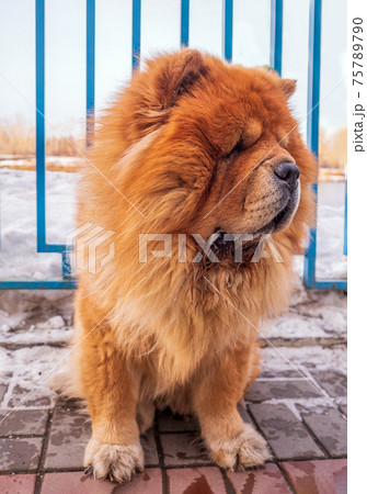 A beautiful chow-chow dog is sitting on the sidewalk. Winter shoot. Close-up. Animal portrait. A beautiful chow-chow dog is sitting on the sidewalk. Winter shoot. Close-up. Animal portrait. 75789790
