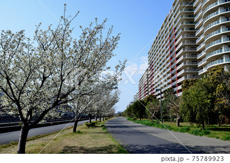新浦安駅近くのリバーサイドマンション 桜並木風景 新浦安駅近くのリバーサイドマンション 桜並木風景 75789923