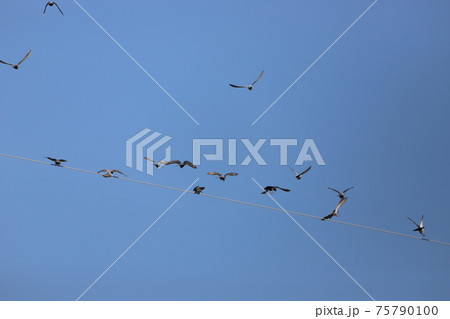 ハトが電線に集まってきた 75790100