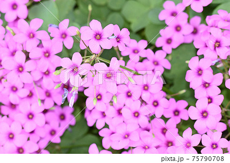 新緑の季節のイモカタバミの集合した複数のピンク色の花を撮影した写真 75790708