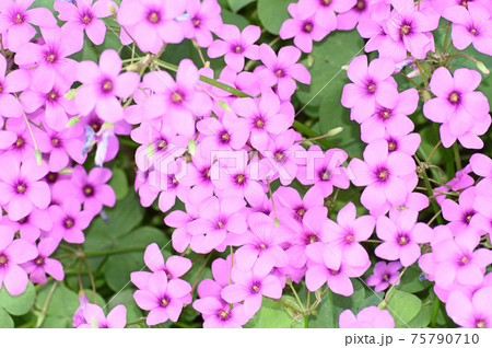 新緑の季節のイモカタバミの集合した複数のピンク色の花を撮影した写真の写真素材 75790710 Pixta