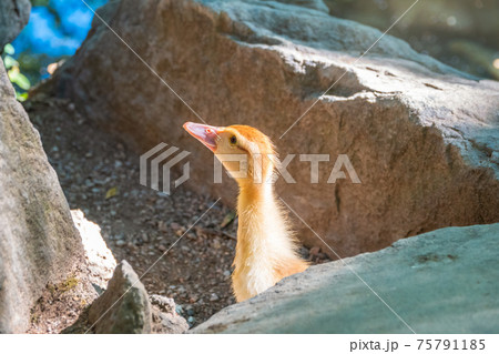 Cute little ducklings standing in a lake coast Cute little ducklings standing in a lake coast 75791185