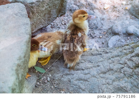 Cute little ducklings standing in a lake coast Cute little ducklings standing in a lake coast 75791186