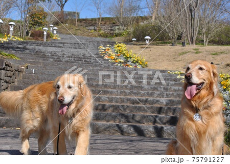 春の花壇前の犬 春の花壇前の犬 75791227