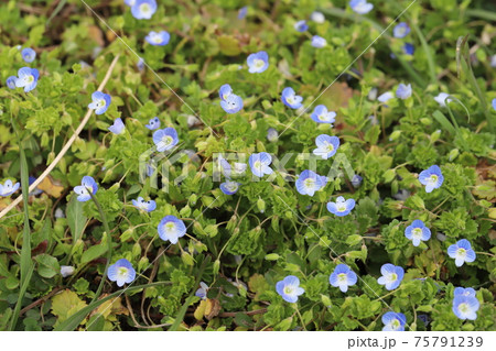 冬の野原に咲くオオイヌノフグリの青い花の写真素材