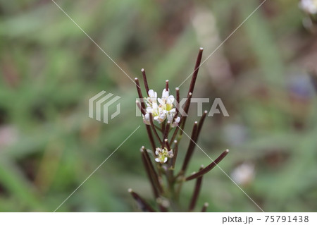 冬の野原に咲くタネツケバナの白い花の写真素材