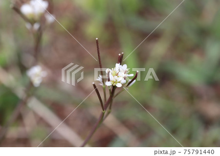 冬の野原に咲くタネツケバナの白い花の写真素材