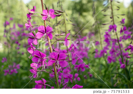 Blooming fireweed known as blooming sally in a summer meadow 75791533