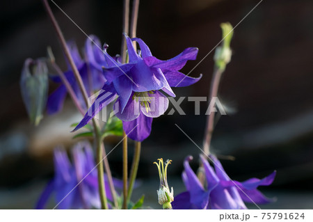 Perennial herb Aquilegia vulgaris with blue flowers on a dark blurred background Perennial herb Aquilegia vulgaris with blue flowers on a dark blurred background 75791624