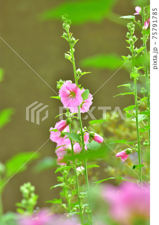 初夏に咲く花 タチアオイの写真素材