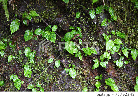 イワタバコ(岩煙草)の若葉と群生 イワタバコ(岩煙草)の若葉と群生 75792245