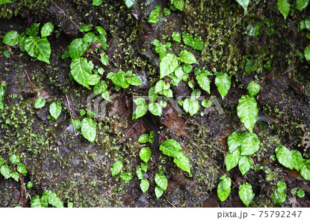 イワタバコ（岩煙草）の若葉と群生 75792247