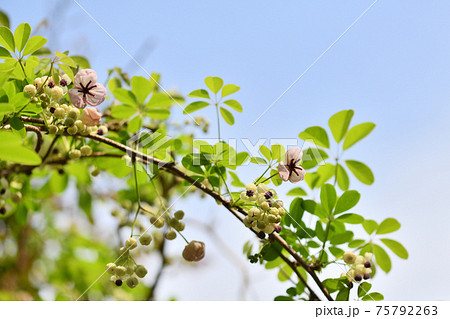 爽やかなアケビの花 爽やかなアケビの花 75792263