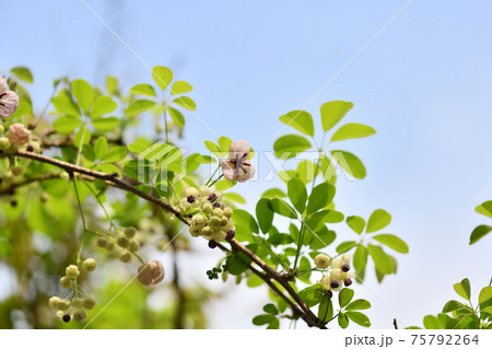 爽やかなアケビの花 75792264