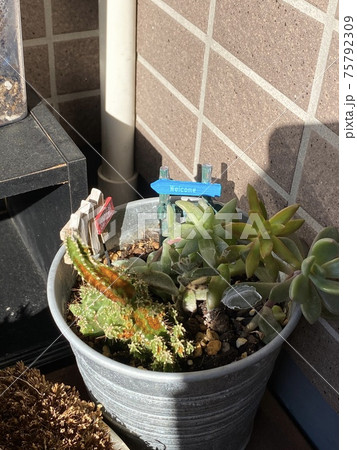 多肉植物の寄せ植え 多肉植物の寄せ植え 75792309