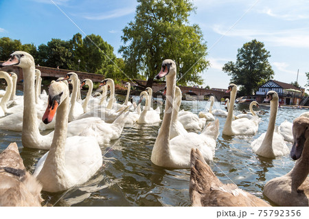 Swans in the river in Stratford-upon-Avon Swans in the river in Stratford-upon-Avon 75792356