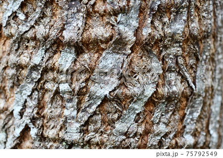 アカメガシワ(赤芽柏)の樹皮・背景素材 アカメガシワ(赤芽柏)の樹皮・背景素材 75792549