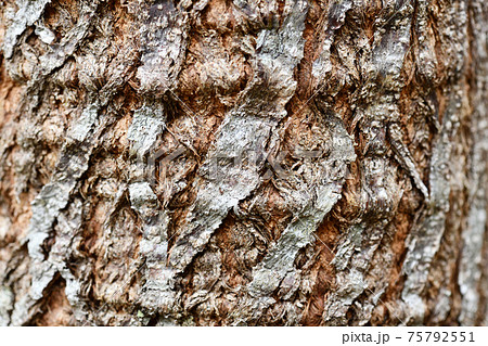 アカメガシワ(赤芽柏)の樹皮・背景素材 アカメガシワ(赤芽柏)の樹皮・背景素材 75792551
