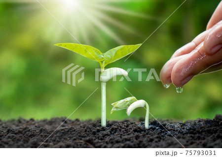 Growing crops on fertile soil and watering plants, including showing stages of plant growth, cropping concepts and investments for farmers. 75793031