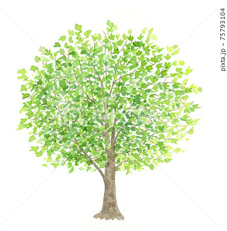 プラタナスの木　大きな木　水彩イラスト 75793104