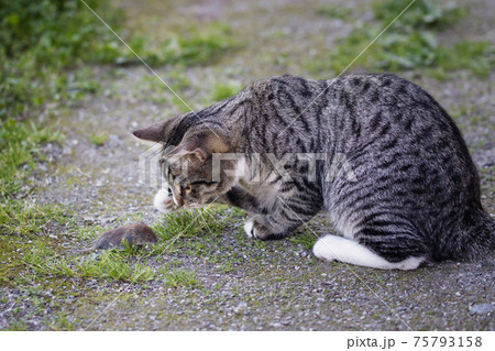 Gray striped young cat catches a mouse in the yard 75793158