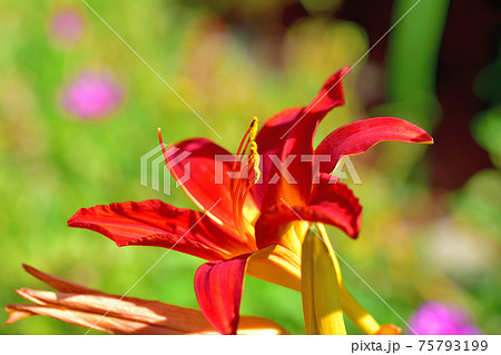 スカシユリ(ハマユリ) スカシユリ(ハマユリ) 75793199