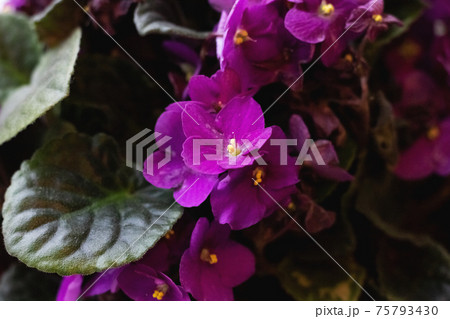 Home plant with small purple flowers close up 75793430