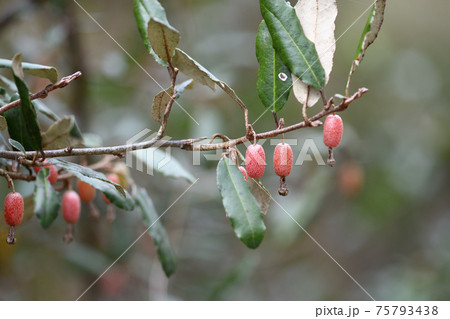 ナワシログミ(苗代茱萸)の果実 ナワシログミ(苗代茱萸)の果実 75793438