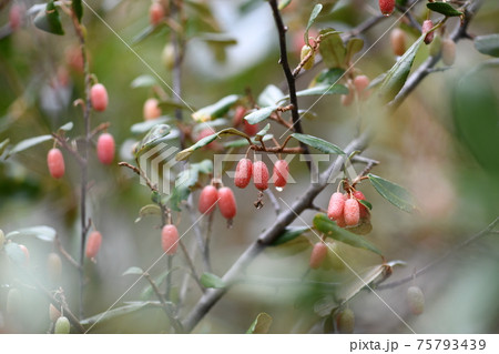 ナワシログミ（苗代茱萸）の果実 75793439