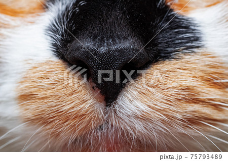 Black nose of tricolor cat, closeup portrait Black nose of tricolor cat, closeup portrait 75793489