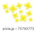 菜の花 菜の花 75793773