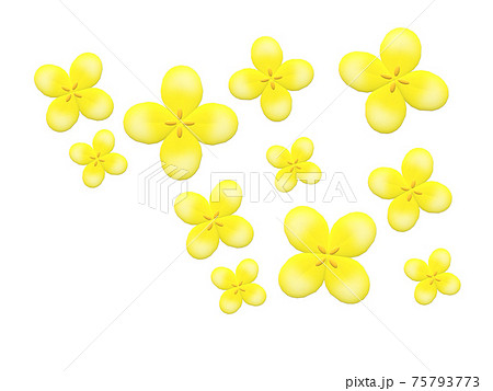 菜の花 菜の花 75793773