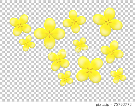 菜の花 菜の花 75793773