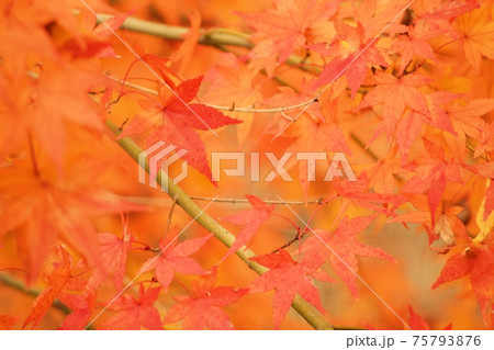 綺麗に紅葉したモミジ 75793876