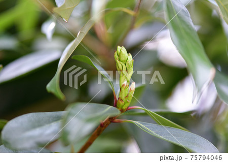 シリブカガシ（尻深樫）の新芽 75794046