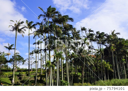 沖縄 東南植物楽園 水上楽園のヤシ並木 75794101