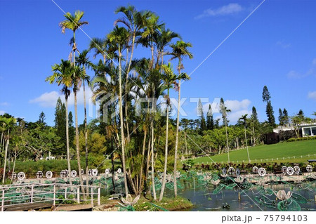 沖縄 東南植物楽園 水上楽園の思いやりの湖の写真素材 [75794103] - PIXTA