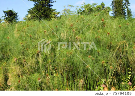 沖縄 東南植物楽園 水上楽園のパピルス草の写真素材