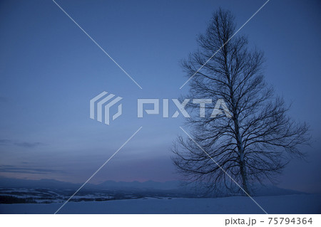 夜明け前の冬の空と木 75794364