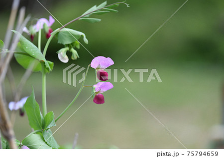 赤エンドウの花 75794659