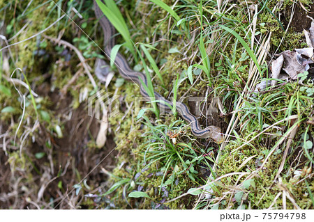 穴から顔を出したヘビ 穴から顔を出したヘビ 75794798