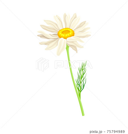 White Flower of Daisy or Bellis Perennis Plant on Green Stem with Leaf Vector Illustration 75794989