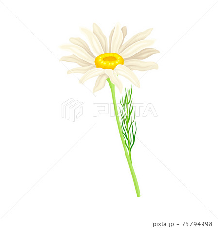 Common Daisy or Bellis Perennis on Stem with White Ray Florets and Yellow Disc Floret Vector Illustration 75794998