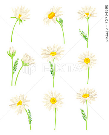 Common Daisy or Bellis Perennis on Stem with White Ray Florets and Yellow Disc Floret Vector Set 75794999