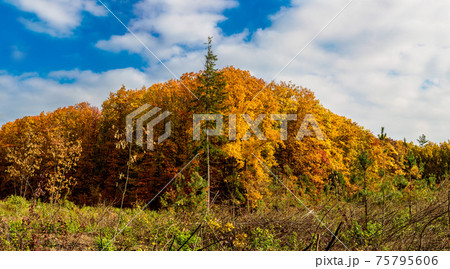 Autumn forest panorama Autumn forest panorama 75795606