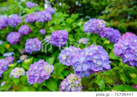 美の山公園に咲く満開の紫陽花 美の山公園に咲く満開の紫陽花 75796447