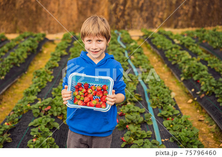 Happy boy on organic strawberry farm in summer, picking strawberries 75796460