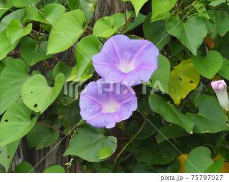 ノアサガオ 75797027