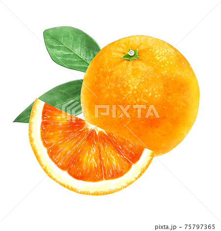 美しいブラッドオレンジと葉のイラスト 75797365